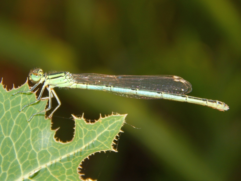 Platycnemis pennipes. ...tutti ?